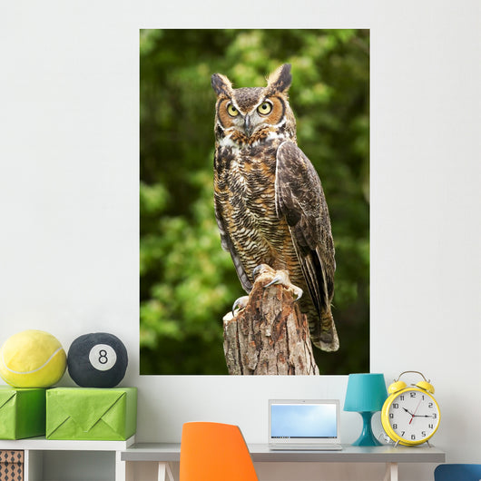 Owl Wall Decal