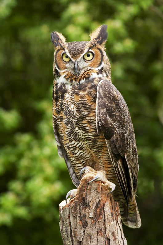 Owl Wall Decal
