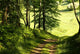 Spring Forest Wall Decal