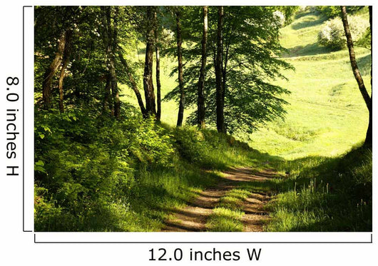 Spring Forest Wall Decal