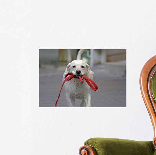 Happy Dog Running Street Wall Decal