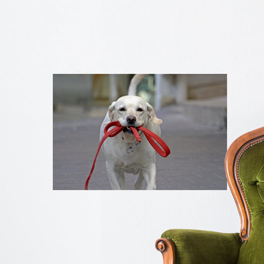 Happy Dog Running Street Wall Decal