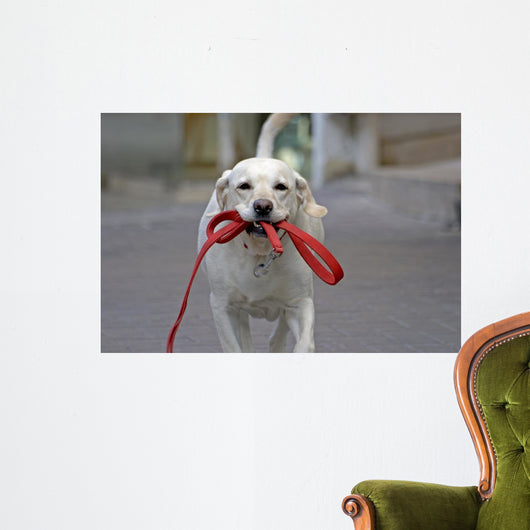 Happy Dog Running Street Wall Decal