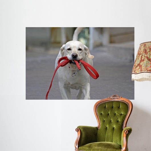 Happy Dog Running Street Wall Decal