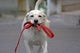 Happy Dog Running Street Wall Decal