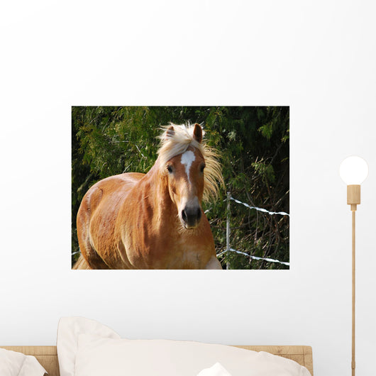 Haflinger Wall Decal