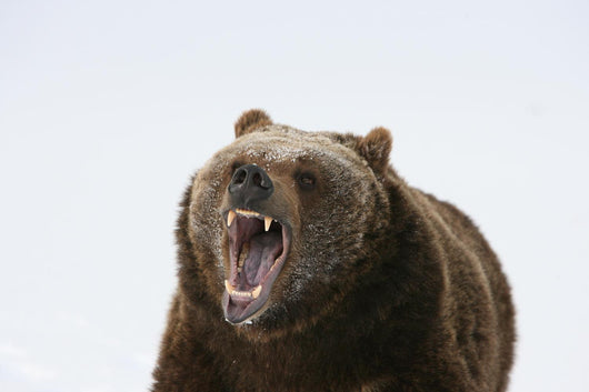 Grizzly Bear Growling Wall Decal