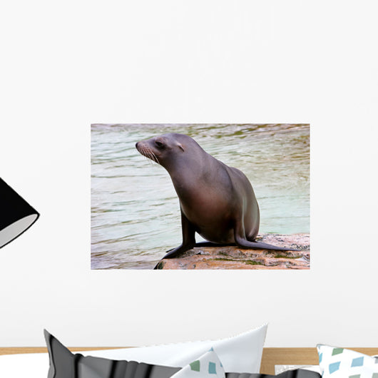 California Sea Lion Wall Decal