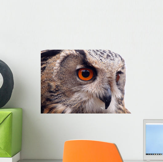 Hawk Owl Wall Decal