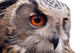 Hawk Owl Wall Decal