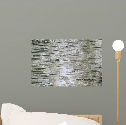Birch Wood Texture Wall Mural
