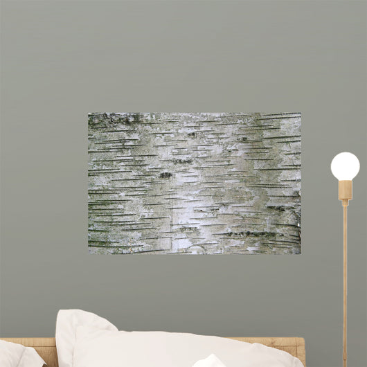 Birch Wood Texture Wall Mural
