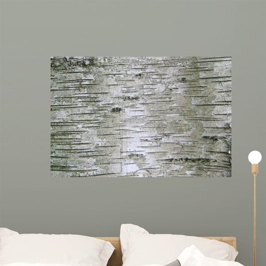 Birch Wood Texture Wall Mural