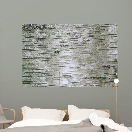 Birch Wood Texture Wall Mural