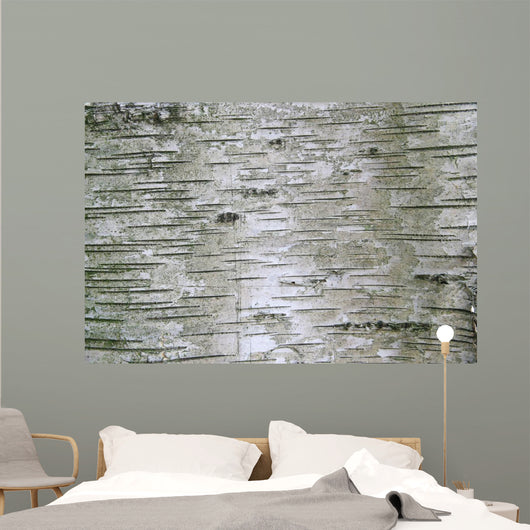 Birch Wood Texture Wall Mural