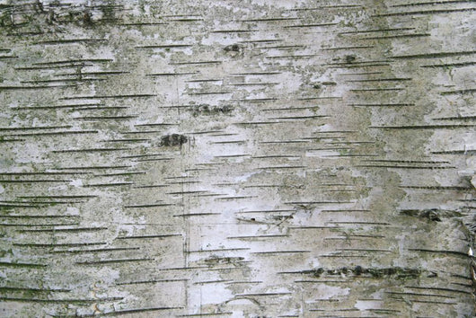 Birch Wood Texture Wall Mural