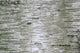 Birch Wood Texture Wall Mural