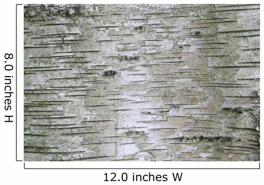 Birch Wood Texture Wall Mural