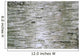 Birch Wood Texture Wall Mural