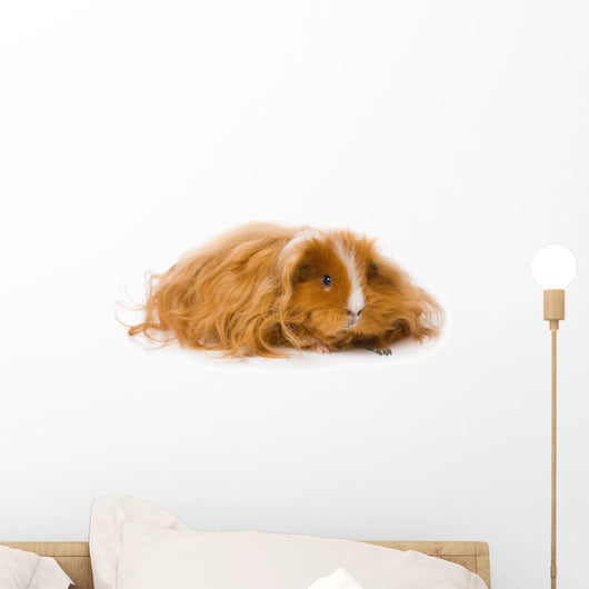 Long Haired Guinea Pig Wall Decal