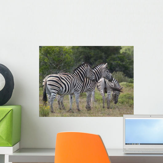 Zebras Wall Decal