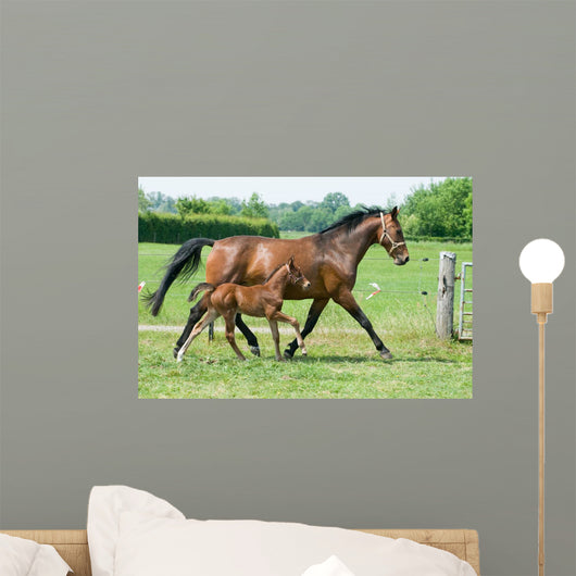 Mare and foal running Wall Mural
