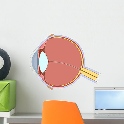 Eye Anatomy Wall Decal