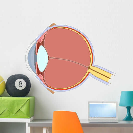 Eye Anatomy Wall Decal