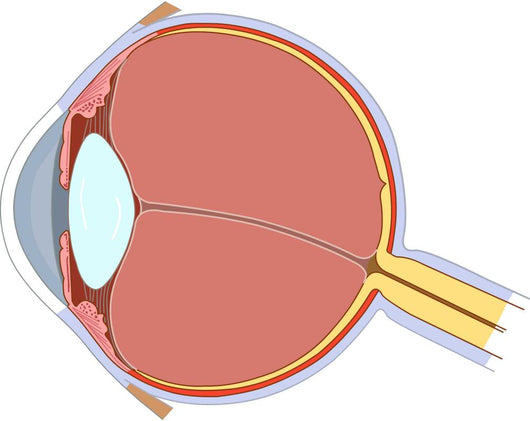 Eye Anatomy Wall Decal