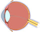 Eye Anatomy Wall Decal