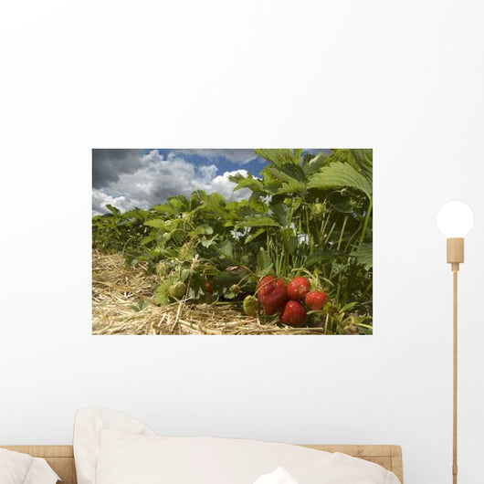 Erdbeerfeld Wall Decal