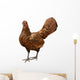 Gold Laced Sebright Chicken Wall Decal