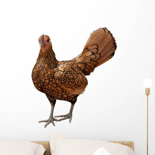 Gold Laced Sebright Chicken Wall Decal