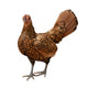 Gold Laced Sebright Chicken Wall Decal