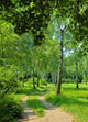 Birch Grove 01 Wall Decal