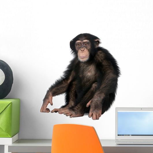 Young Chimpanzee Wall Decal Design 2