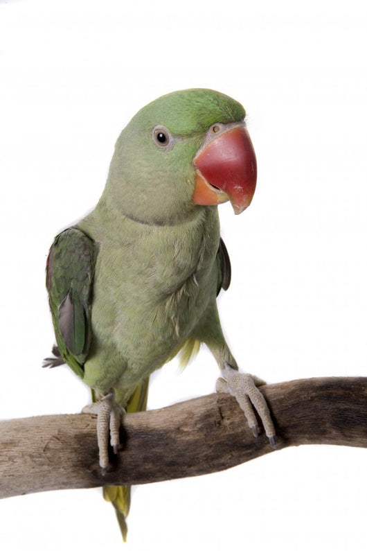 Parakeet Alexandrine White Wall Decal Design 2