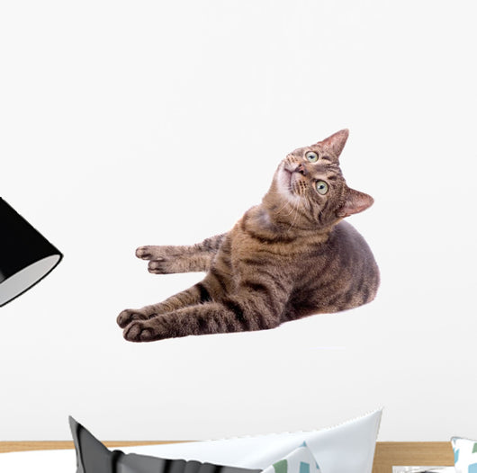 Cat Wall Decal