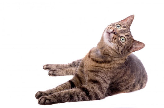 Cat Wall Decal