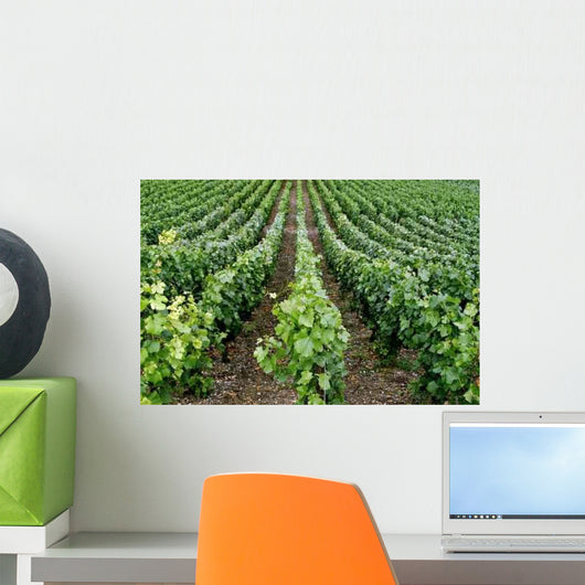 Rows Grape Vines French Wall Decal