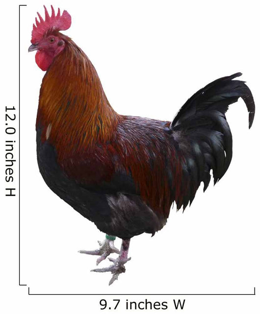 Hahn Optional Wall Decal