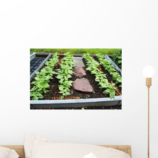 Carre Haricot Bio Wall Decal