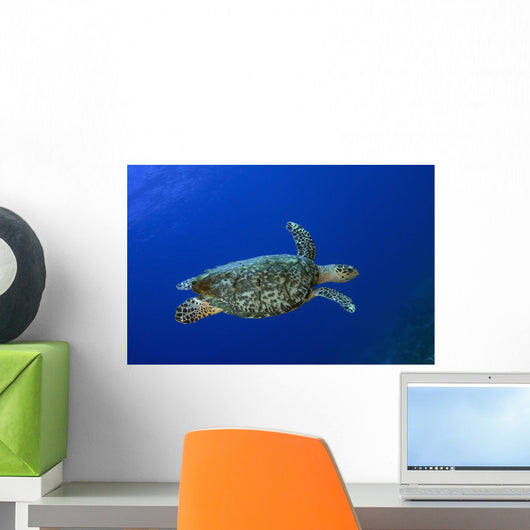Hawksbill Sea Turtle St Wall Decal