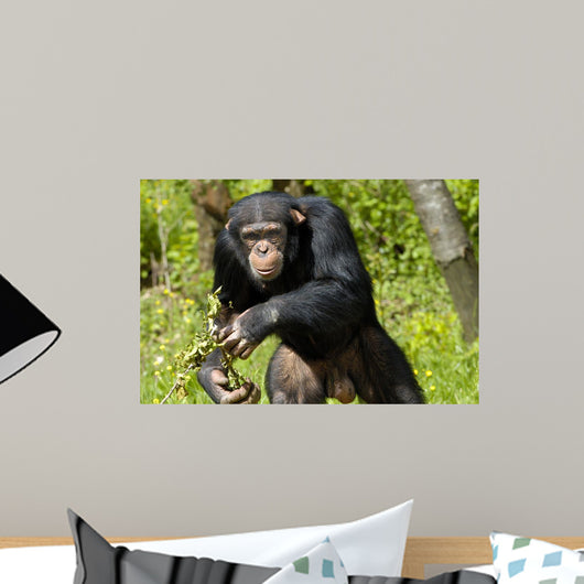 Chimpanzee Wall Decal