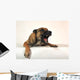 Aggressive Malinois Wall Decal