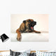 Aggressive Malinois Wall Decal