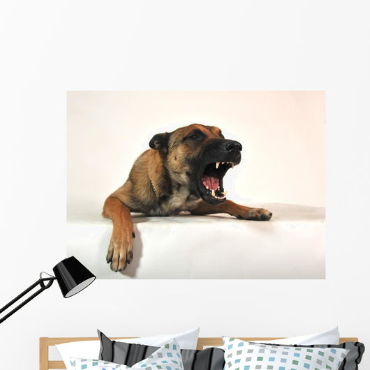 Aggressive Malinois Wall Decal