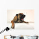 Aggressive Malinois Wall Decal