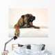 Aggressive Malinois Wall Decal