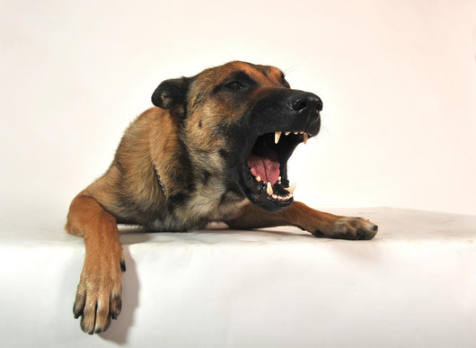 Aggressive Malinois Wall Decal